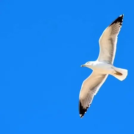 In Downtown - Serenity البوفيرا